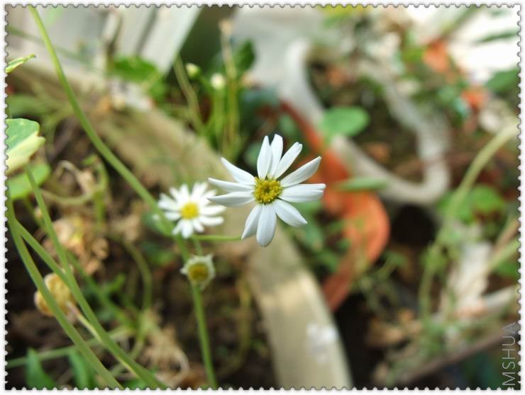 ������С j0009.jpg