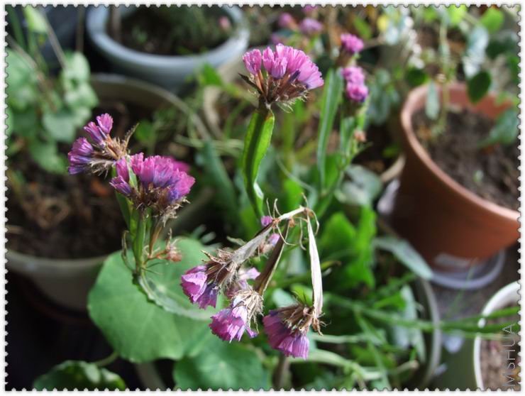 ������С w55.jpg