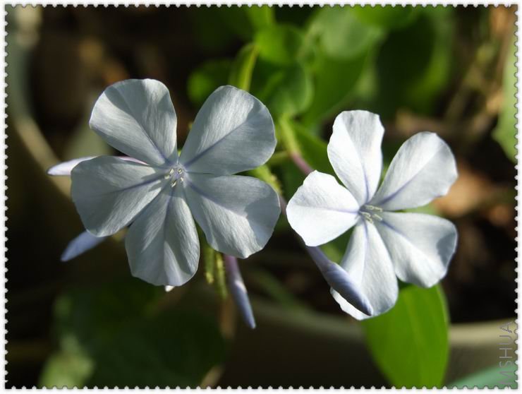 ������С DSCF0027.jpg