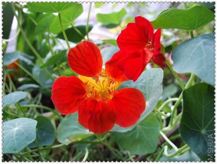 ������С han7.jpg