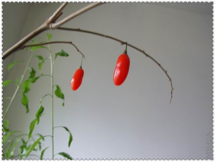 ������С g18.jpg