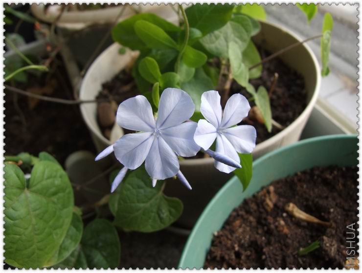 ������С DSCF0042.jpg