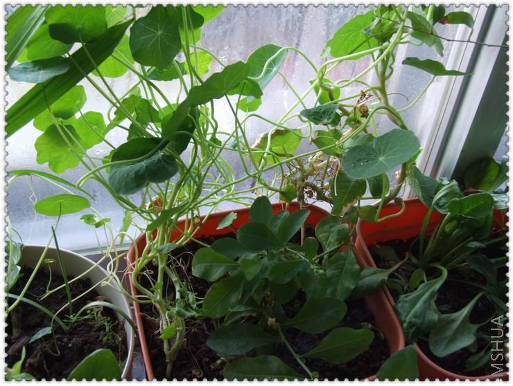 ������С d.jpg