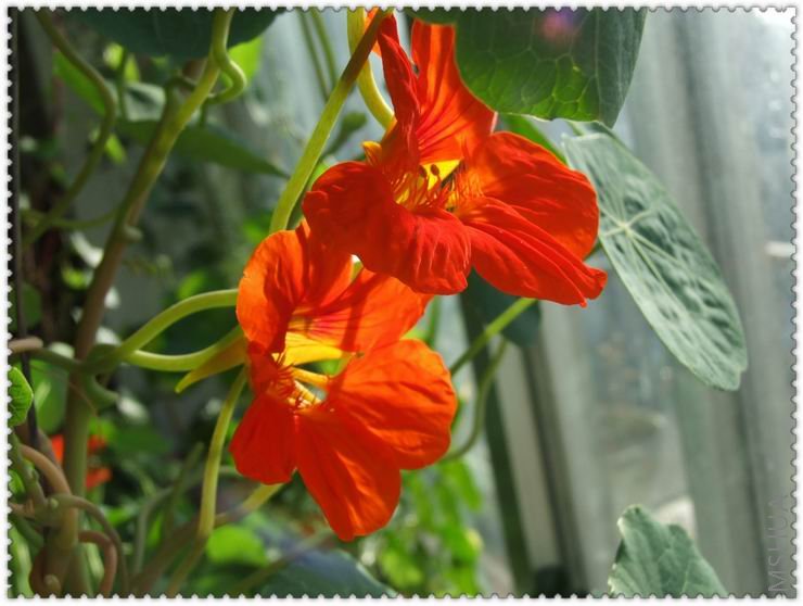 ������С han3.jpg