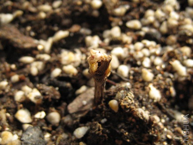 ��ѿѿ��������