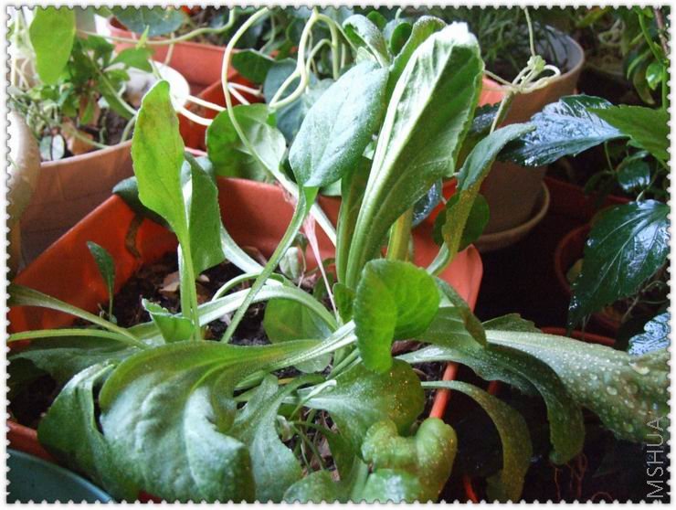 ������С zz004.jpg