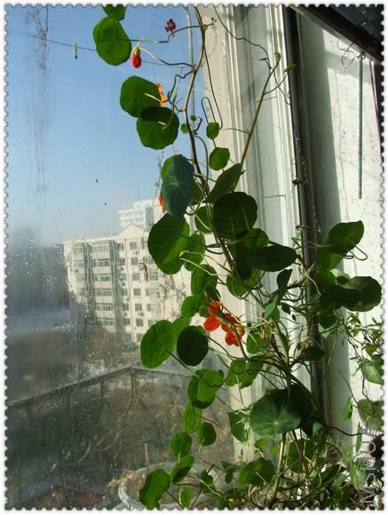 ������С han2.jpg