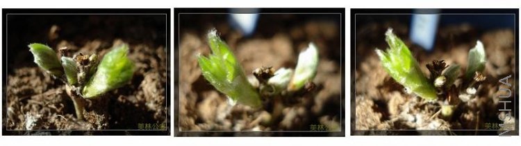 ��Ů��Ҷ�������е���չ��