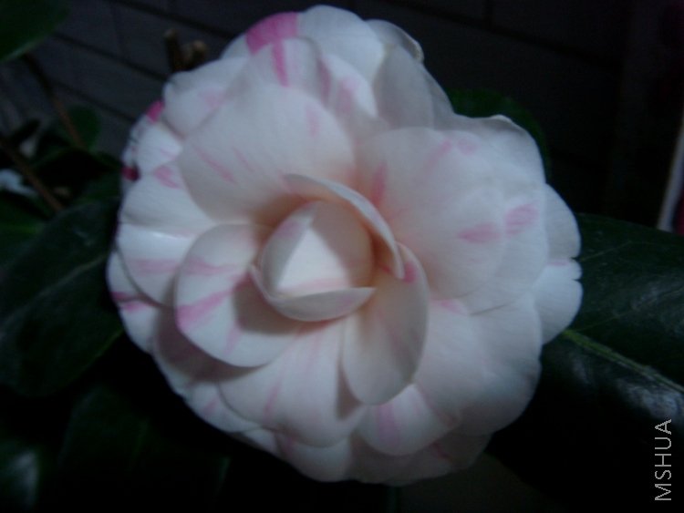S73R1122.JPG