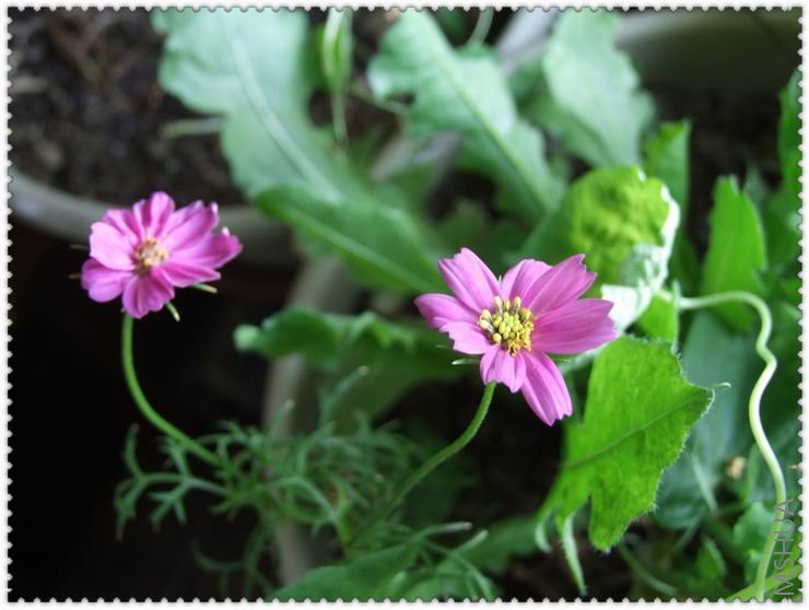 ������С zb2.jpg