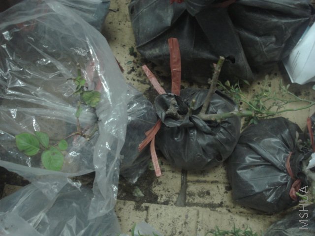 ��֪���ֵĺ�Ӱ