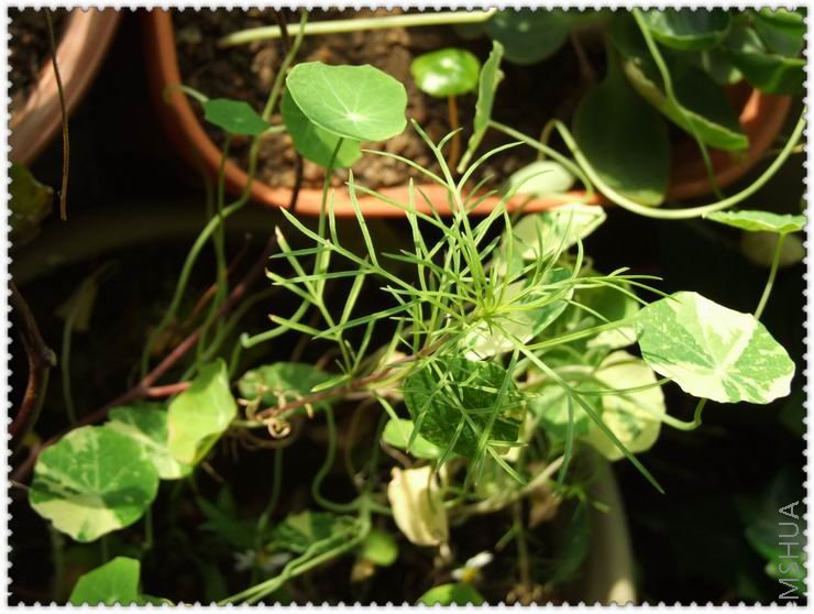 ������С zb.jpg