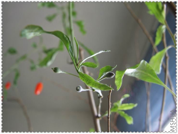 ������С g20.jpg