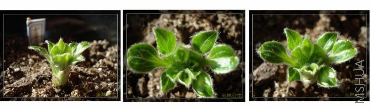 �����߽���ı���