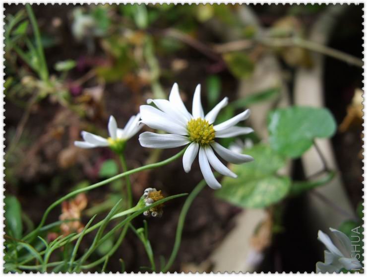 ������С j0008.jpg