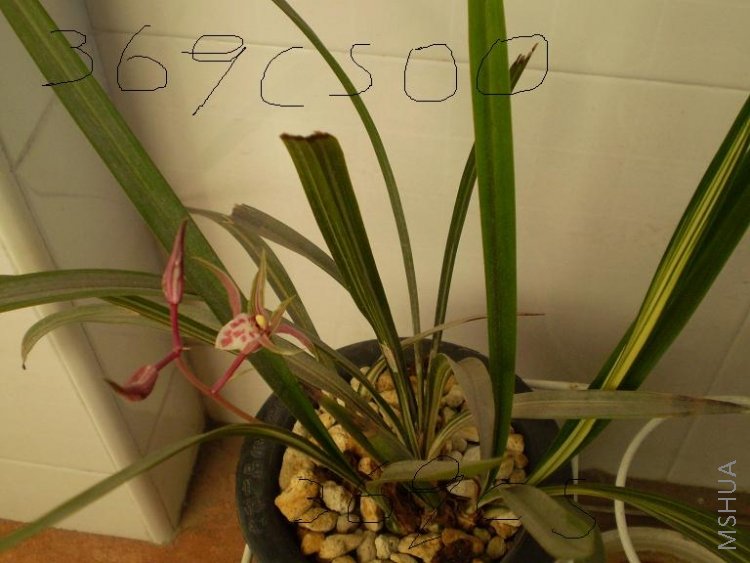 PA240266.JPG