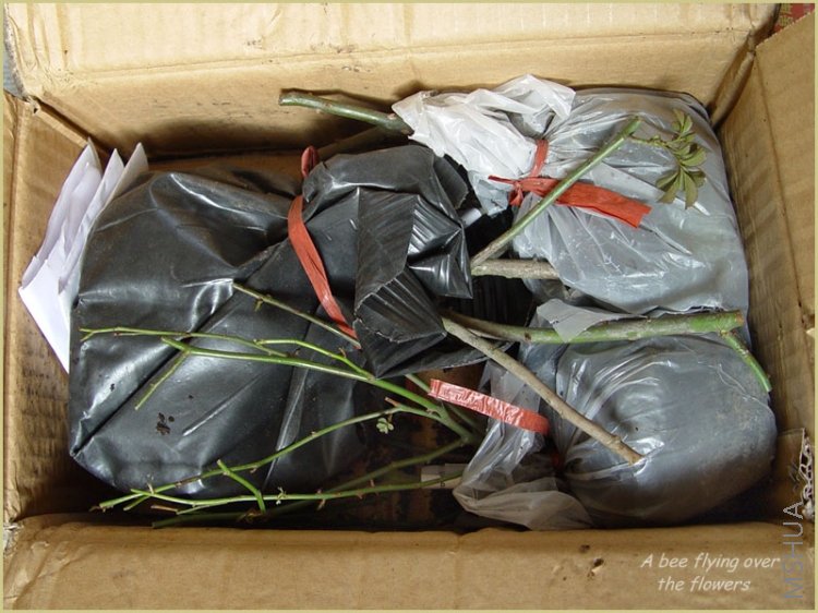 ������˯�����