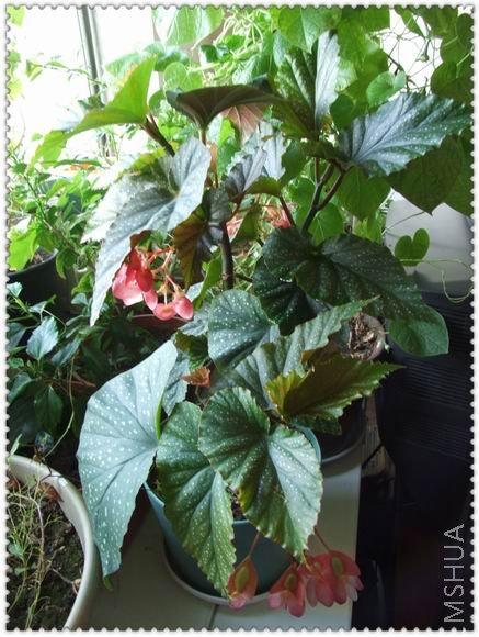 ������С h145.jpg