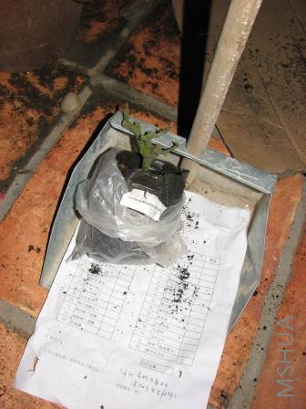 21#��������̦�ˣ��ƺ����ϸ�