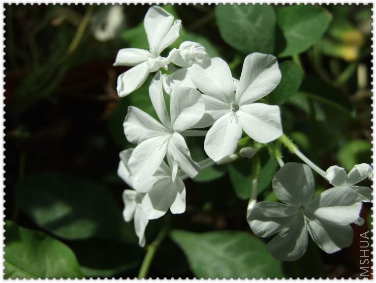 ������С DSCF0025.jpg