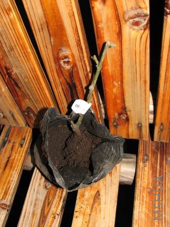 �����6#�����Կ�����ϵ�ǳ�����