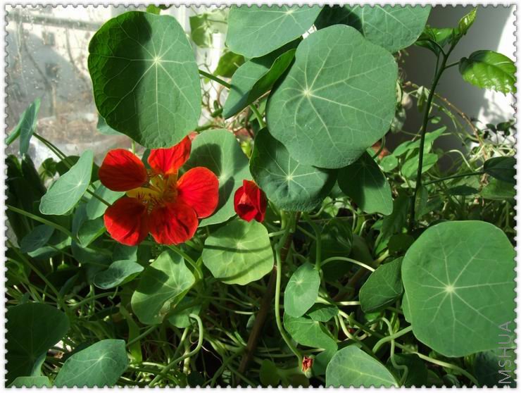 ������С han1.jpg