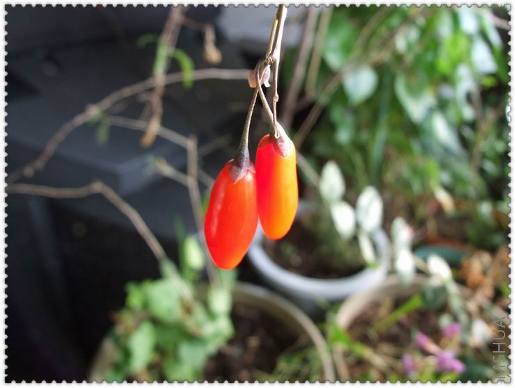 ������С g19.jpg