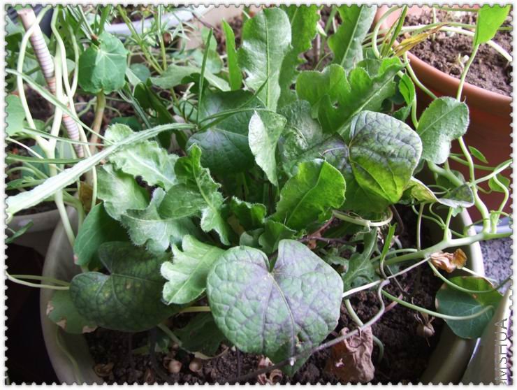 ������С w5.jpg