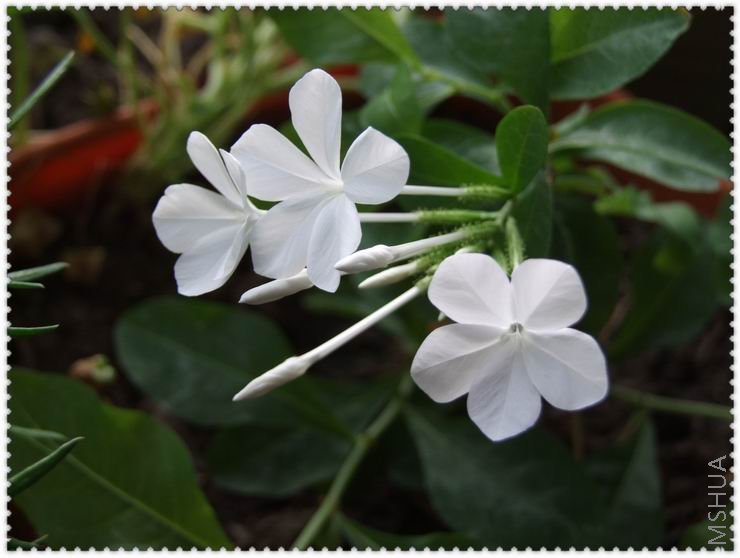 ������С DSCF0018.jpg