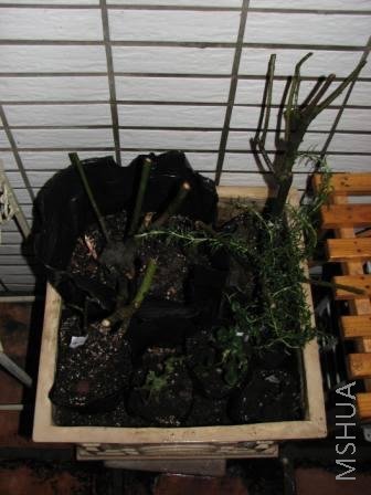 �Ѽ�ֲ�����������ȫ���ŵ�һ���������ｽ��ˮ����һ�����ȥ��