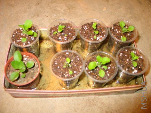 һ���Ա�Ҳ������~~