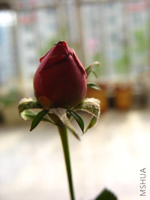 IMG_0675.JPG