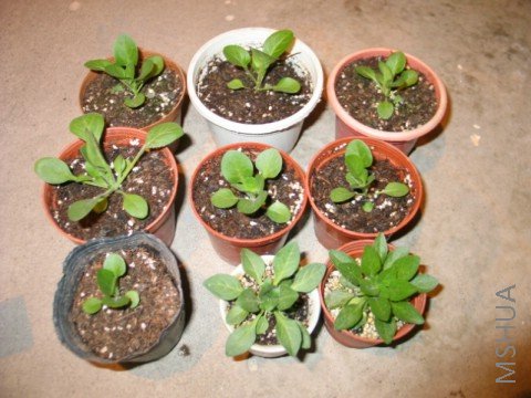 Сţ�Ƕ��ּ���