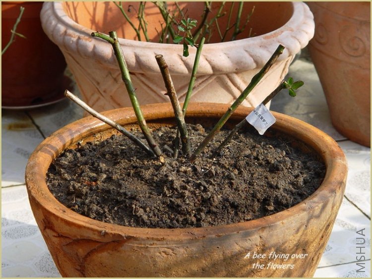 ��ɫ������