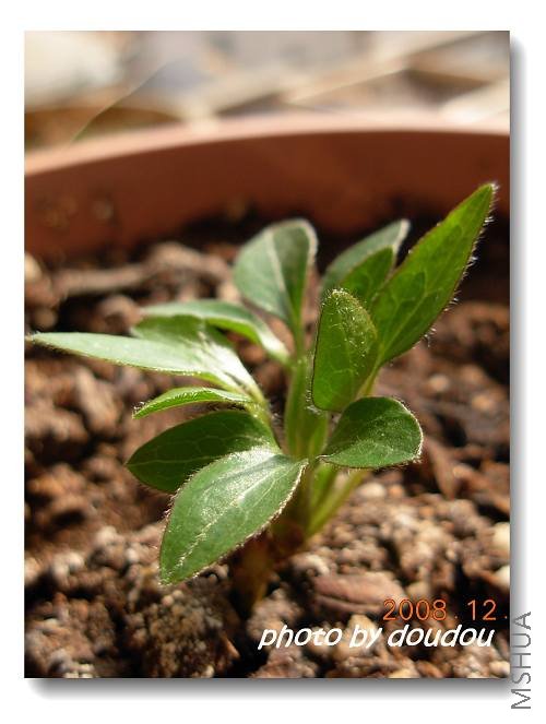 ���ǣ������Ŷ��