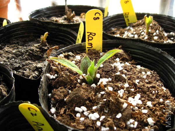 Ҷ�ⶼ�����˻�Ҫ��������