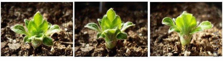 �����߳�������