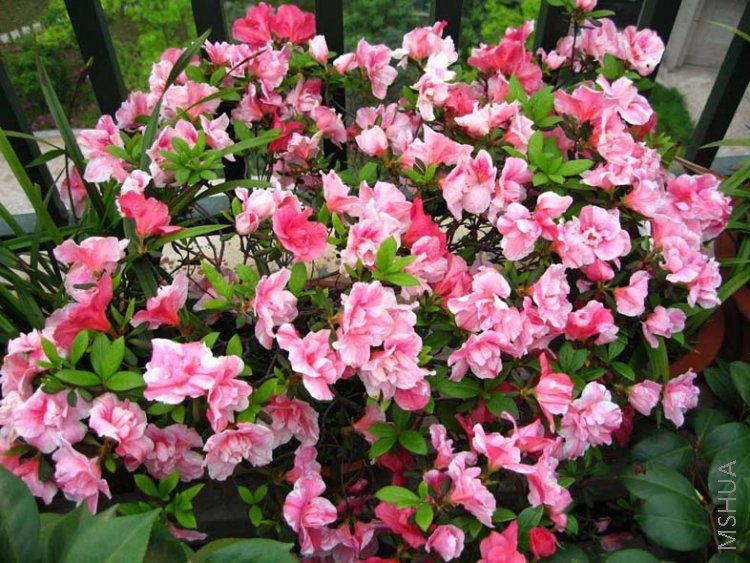 ���� 08-4-13 030.jpg