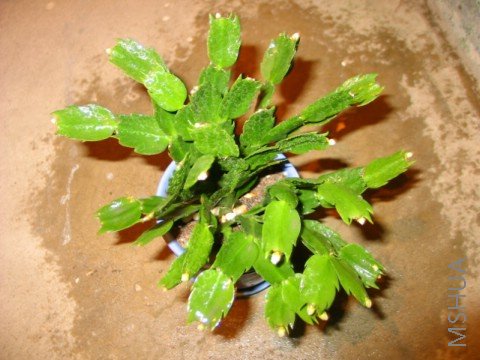 ���ö����˲�С����