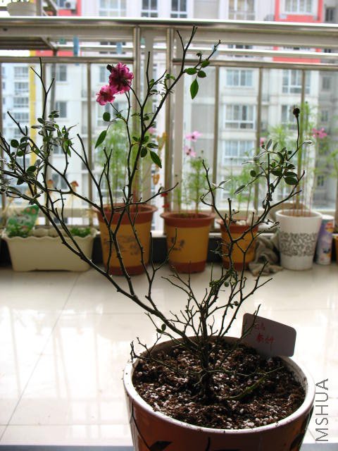 IMG_0683.JPG