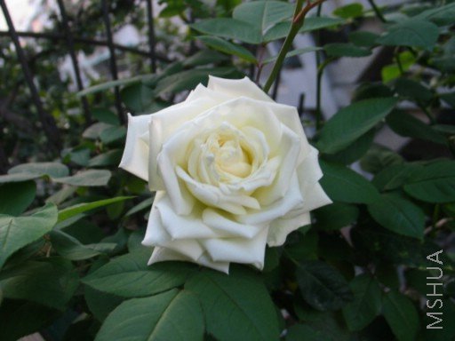 ����ʢ�����¼�