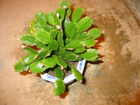 ���ǿ�з���л�����