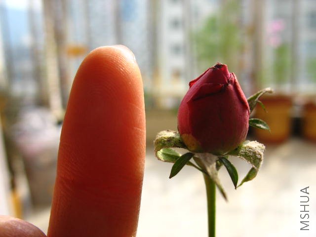 IMG_0677.JPG