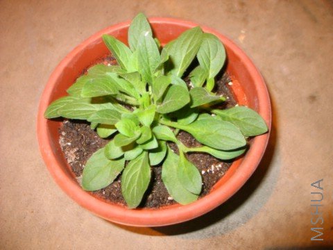 ţţ�Ŷ�����Ū����~~Ʒ�ֲַ�����