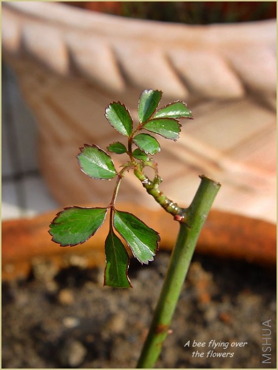 ��ɫ������