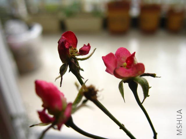 IMG_0696.JPG