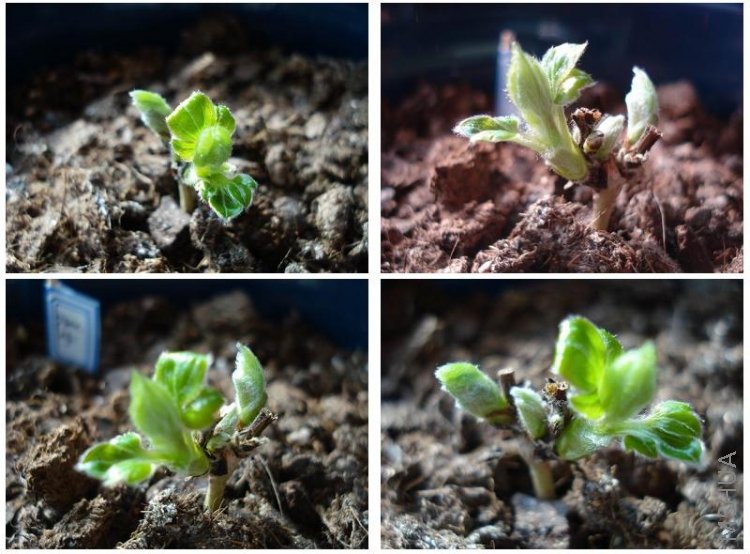 �����ҵ���Ů����ǧ���򻽵�չ¶��ͷ���ˣ�