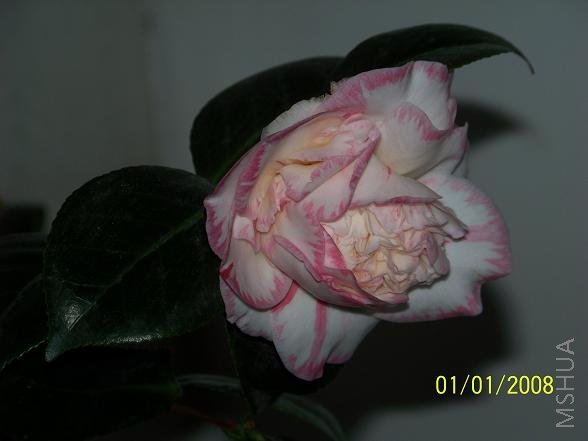 100_1021.JPG