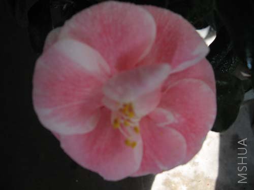 ��Ƭ 038.jpg