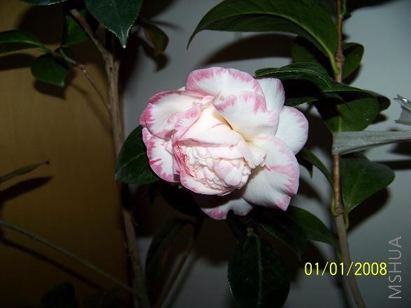 100_1014.JPG